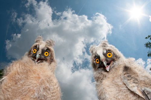 Two immature Long-eared Owls (Asio otus) begging for food