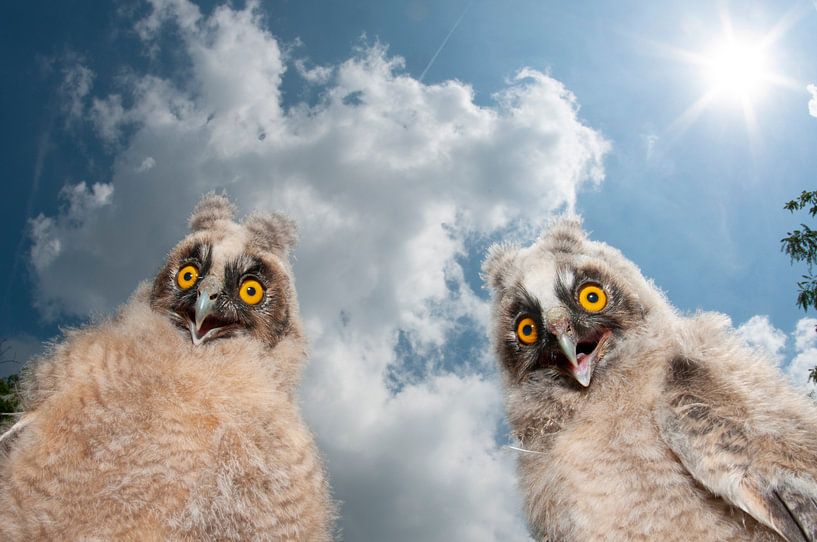 Twee jonge Ransuilen par AGAMI Photo Agency