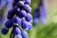 Dicht op de blauwe druifjes