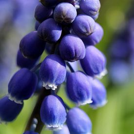 Dicht op de blauwe druifjes van Nadia Langenberg