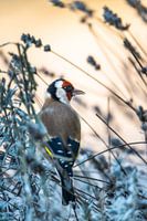 Goldfinch
