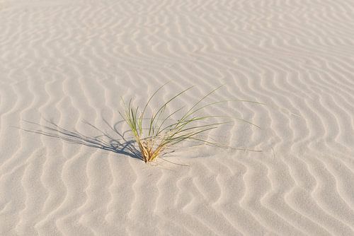 Helmgras op een fraai gegolfd strand