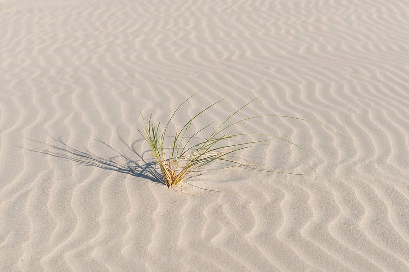 Helmgras op een fraai gegolfd strand van Tonko Oosterink