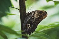 Bruine vlinder in Quindío van Ronne Vinkx thumbnail