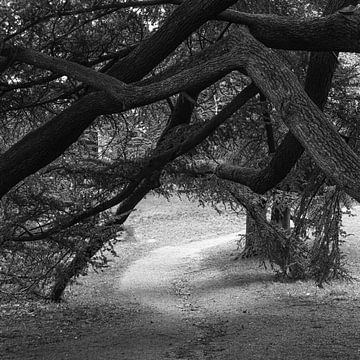 Bomen met pad van Nancy Bogaert