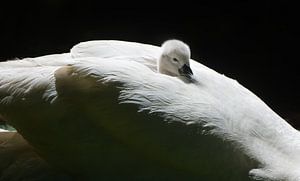 Cygne tuberculé avec des jeunes sur son dos