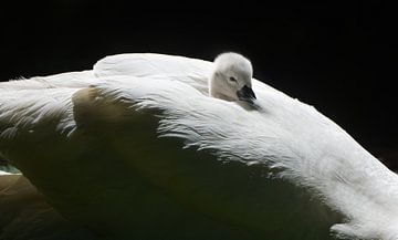 Höckerschwan mit Jungen auf dem Rücken von Danny Slijfer Natuurfotografie