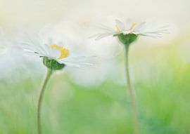 Happy by Remco loeffen