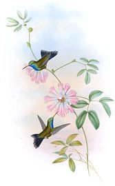 Doubledays Kolibris, John Gould von Hummingbirds