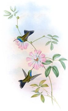 Doubleday's zoemende vogel, John Gould van Hummingbirds