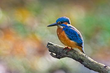 Colourful kingfisher by Dirk-Jan Steehouwer