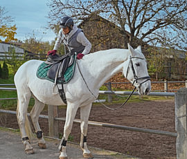 Training with the white horse on a riding arena in autumn