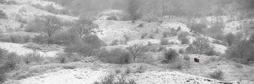 Eenzame wisent stier in sneeuwstorm van Frans Lemmens