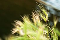 Graan in de wind