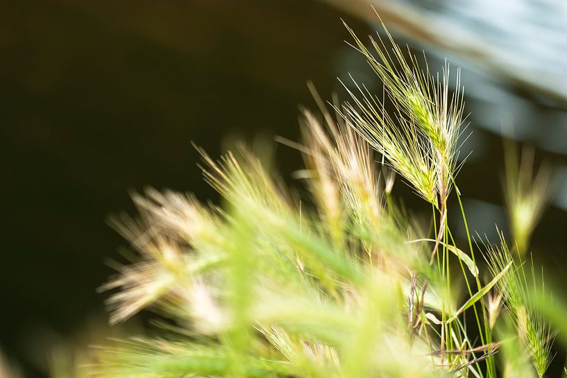 Graan in de wind by Sjaak van Etten