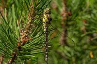 Libelle in een boom
