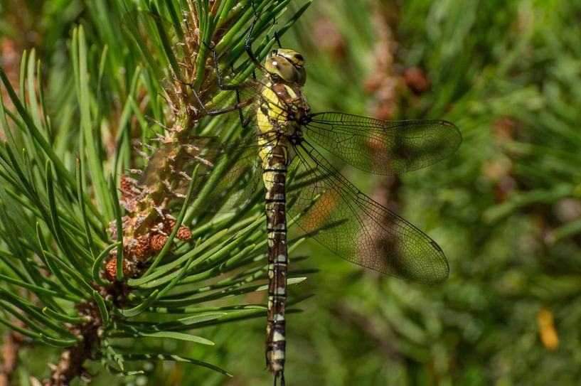 Dragonfly in a tree by Andrea Ooms