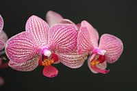 orchide