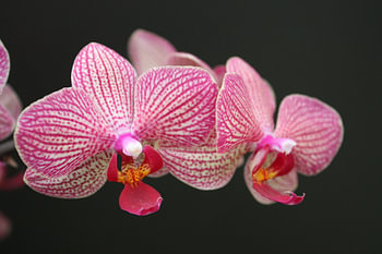 orchide