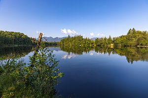 Ein Sommermorgen am Waldsee im Murnauer Moos