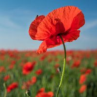 Mohn auf dem Feld