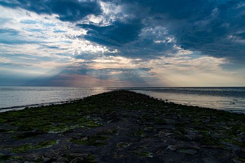 coucher de soleil pin clair