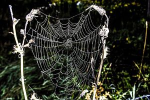 Tautropfen in einem Spinnennetz