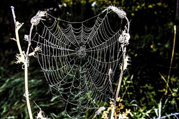 Dauwdruppels in het web van een spin van Norbert Sülzner