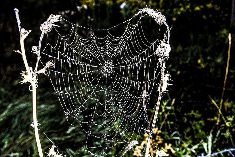 Dew drops in a spider web by Norbert Sülzner