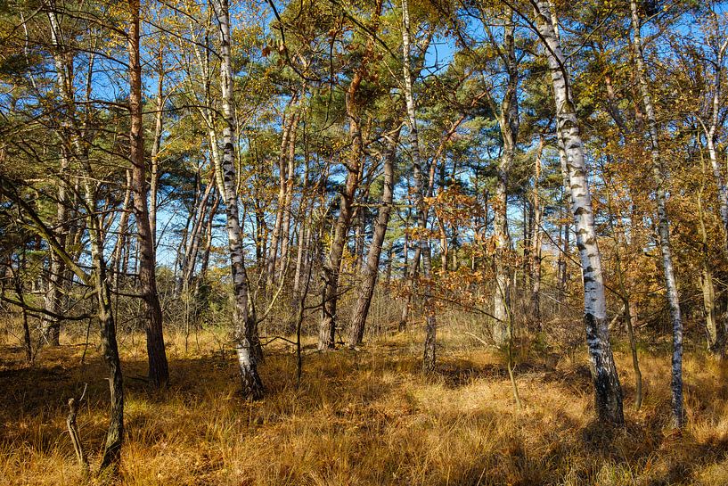 The trees in the forest by Johan Vanbockryck