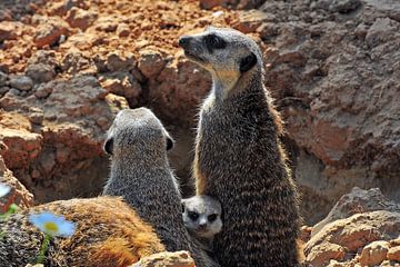 La nurserie des suricates sur Ingo Laue