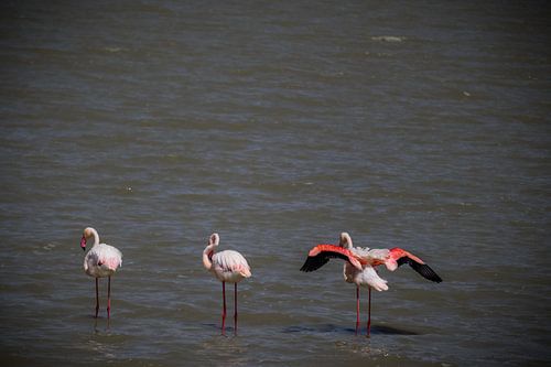 Rosa Flügelflamingo im Ngorongoro