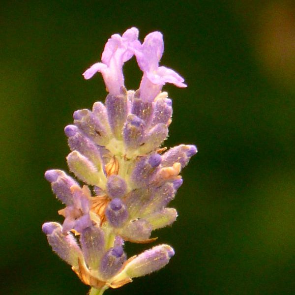 De kelk van de bloem  by Veluws