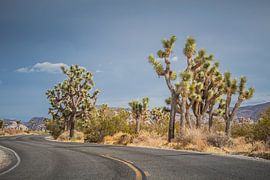 Joshua Tree by Leonie Boverhuis