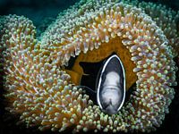 nemo in anemoon