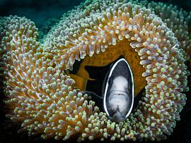 nemo in anemone by Marc Van den Broeck