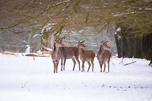 Rotwild auf der Hoge Veluwe, Niederlande, im Winter