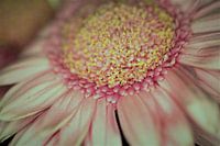 Flora and Fauna Close up