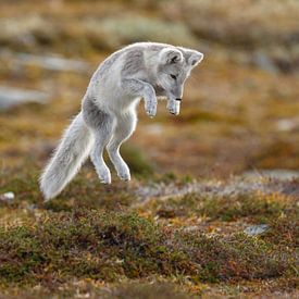 Le renard arctique dans le paysage automnal de la Norvège sur Menno Schaefer