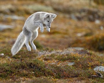 Le renard arctique dans le paysage automnal de la Norvège