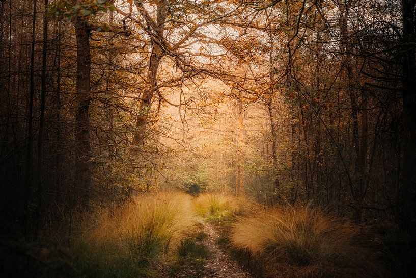 Herbstwald 2 von Aline Nijland