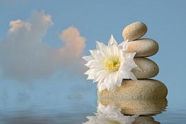 Reflection by Dieter Beselt