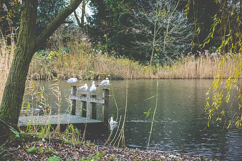 Ontspannen (Sonsbeeckpark)