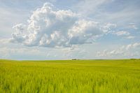 Grain field in France