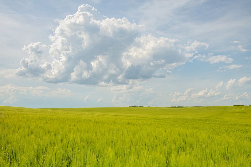 Grain field in France by Marc Vandaele