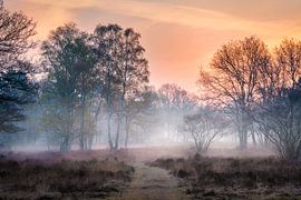 Das Erwachen der Heide von Koen Boelrijk Photography