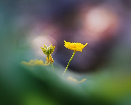 Dotterbloem van Maayke Klaver