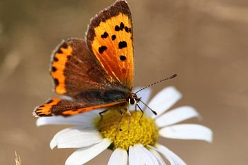 Vlinder