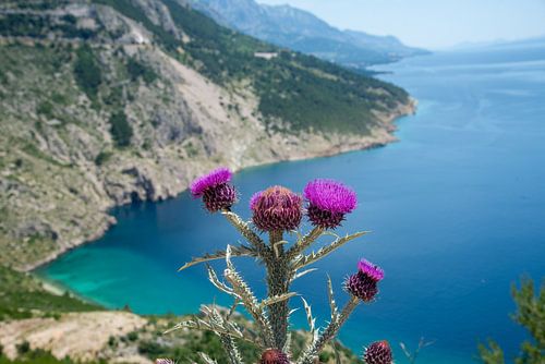 chardon violet le long de la côte d'Istrie, en Croatie sur Jan Fritz