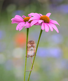 Das Mäuschen posiert zwischen den Blumen von Ron Frenken